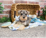 Small Photo #5 Schnauzer (Miniature) Puppy For Sale in SYRACUSE, IN, USA