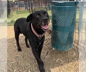 American Staffordshire Terrier-Unknown Mix Dogs for adoption in San Antonio, TX, USA