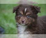 Small #3 Miniature Australian Shepherd