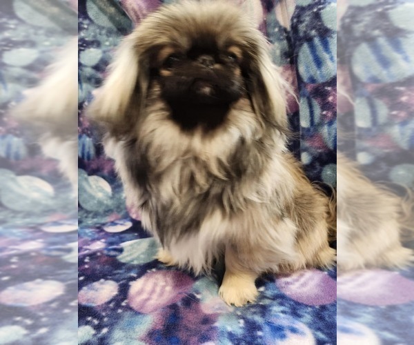 Medium Photo #3 Pekingese Puppy For Sale in JOICE, IA, USA