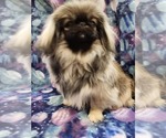 Small #2 Pekingese