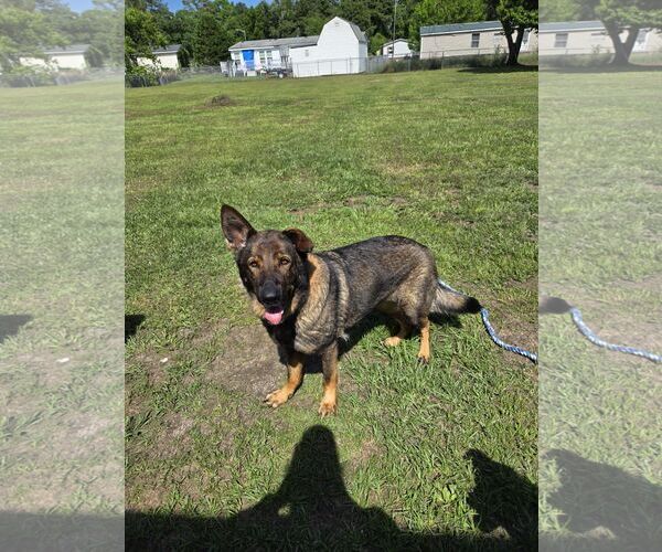 Medium Photo #2 German Shepherd Dog Puppy For Sale in La Grange , NC, USA