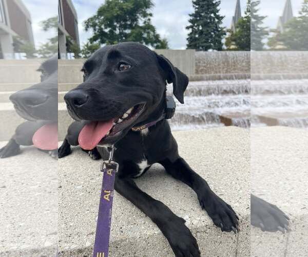Medium Photo #3 Labrador Retriever-Unknown Mix Puppy For Sale in Sheboygan, WI, USA