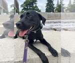 Small #2 Labrador Retriever Mix