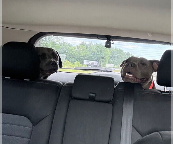 Medium Photo #8 American Pit Bull Terrier Puppy For Sale in Hillsboro, NH, USA