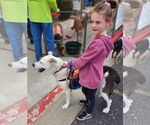 Small #3 Mutt