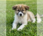 Small #1 Aussie Pyrenees
