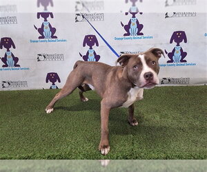 Mutt Dogs for adoption in Orlando, FL, USA