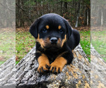 Small #7 Rottweiler