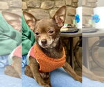 Small #5 Chihuahua