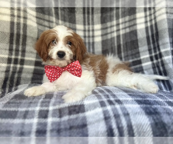 Medium Photo #1 Cavapoo Puppy For Sale in LAKELAND, FL, USA