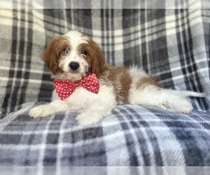 Cavapoo Puppy for sale in LAKELAND, FL, USA