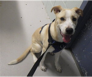 Labrador Retriever-Unknown Mix Dogs for adoption in Augusta, GA, USA