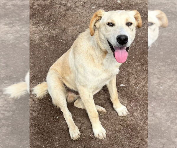 Medium Photo #3 Labrador Retriever-Unknown Mix Puppy For Sale in San Diego, CA, USA