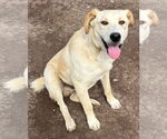 Small #2 Labrador Retriever Mix
