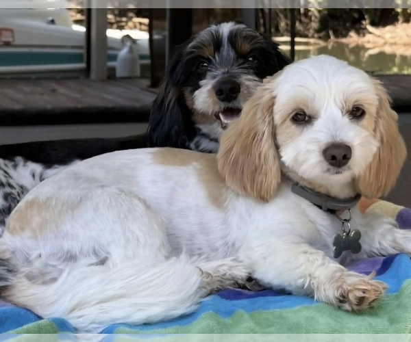 Medium Photo #2 Schweenie Puppy For Sale in BOWLING GREEN, KY, USA