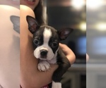Small Photo #11 Boston Terrier Puppy For Sale in SYLMAR, CA, USA