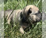 Puppy Mickey French Bulldog