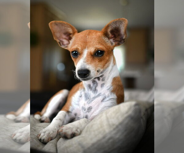 Medium Photo #2 Chihuahua-Unknown Mix Puppy For Sale in Yuba City, CA, USA