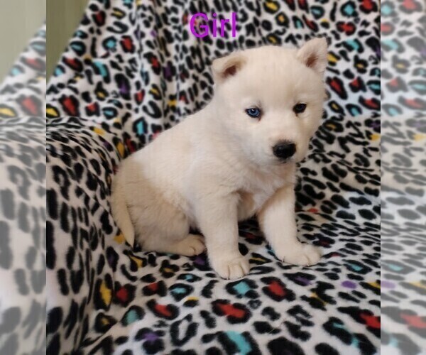 Medium Photo #4 Siberian Husky Puppy For Sale in PIKEVILLE, TN, USA