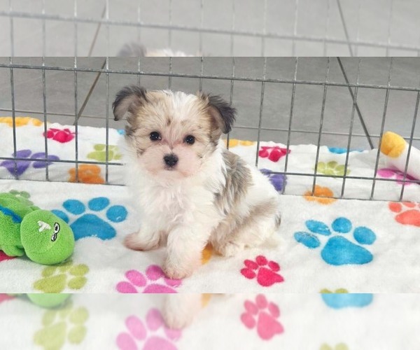 Medium Photo #2 Papitese Puppy For Sale in ORO VALLEY, AZ, USA