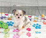 Josie - Female Papitese Puppy for Sale - Photo #2