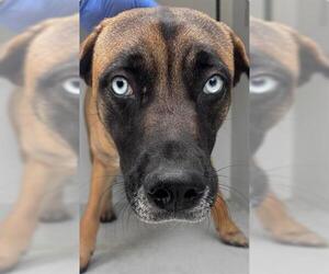 Black Mouth Cur Dogs for adoption in Houston, TX, USA