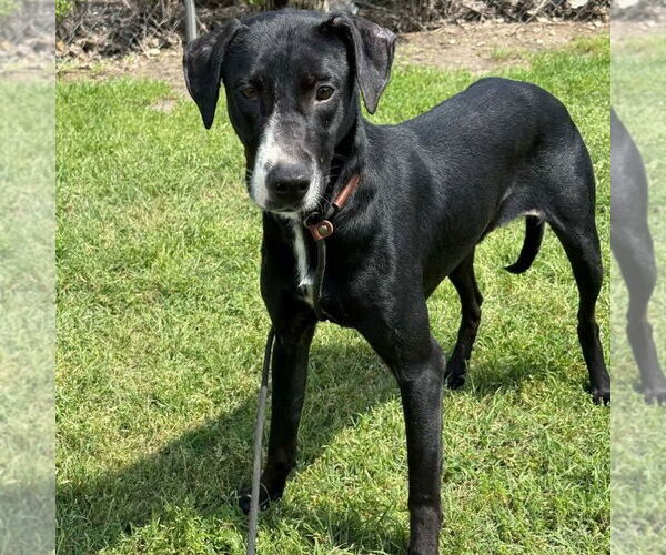 Medium Photo #2 Greyhound-Labrador Retriever Mix Puppy For Sale in Canton, CT, USA