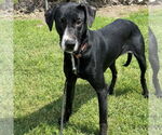 Small #1 Greyhound-Labrador Retriever Mix