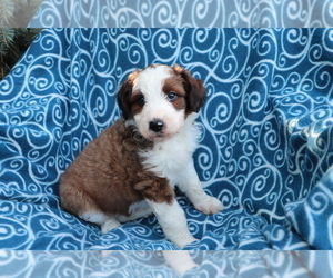Aussiedoodle Puppy for sale in SHILOH, OH, USA