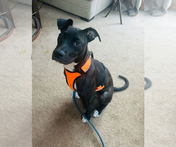 Medium Photo #6 Bulldog-Unknown Mix Puppy For Sale in Tarrytown, GA, USA