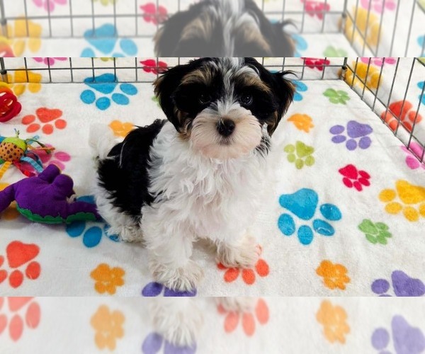 Medium Photo #7 Havashire Puppy For Sale in ORO VALLEY, AZ, USA