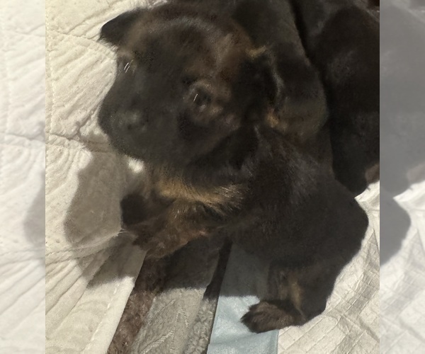Medium Photo #1 Chihuahua-Chiweenie Mix Puppy For Sale in MURFREESBORO, TN, USA