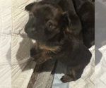 Puppy Puppy 2 Chihuahua-Chiweenie Mix