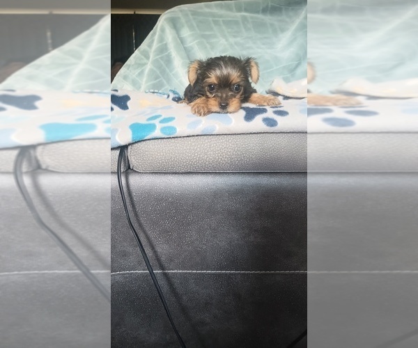 Medium Photo #3 Yorkshire Terrier Puppy For Sale in BENSON, NC, USA