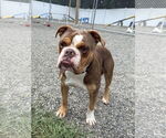 Small #3 American Bulldog Mix