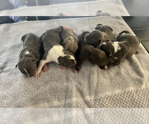 American Bully Puppy for sale in MACON, GA, USA