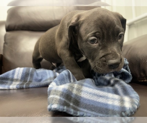 Medium Photo #35 American Bully Puppy For Sale in REESEVILLE, WI, USA