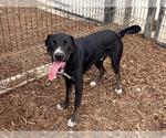 Small #1 Labrador Retriever Mix