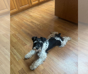 Schnauzer (Miniature) Puppy for sale in MOUNTAIN HOME, AR, USA