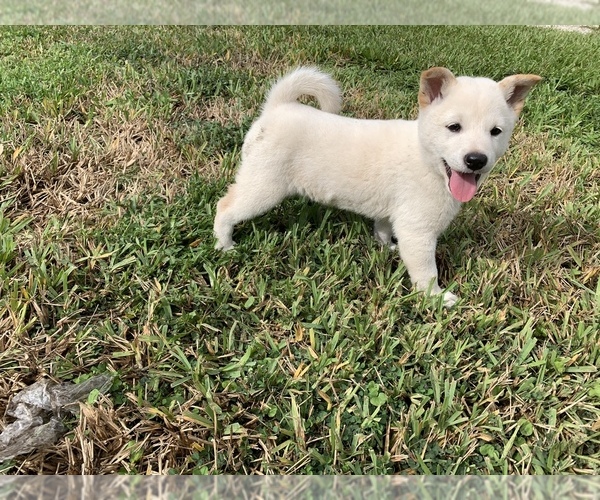 Medium Photo #1 Shiba Inu Puppy For Sale in MERRITT IS, FL, USA