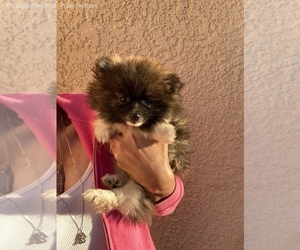 Pomeranian Puppy for sale in SIERRA VISTA, AZ, USA