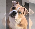Small #1 Free-Lance Bulldog