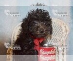 Small Photo #12 Poodle (Toy) Puppy For Sale in SANGER, TX, USA