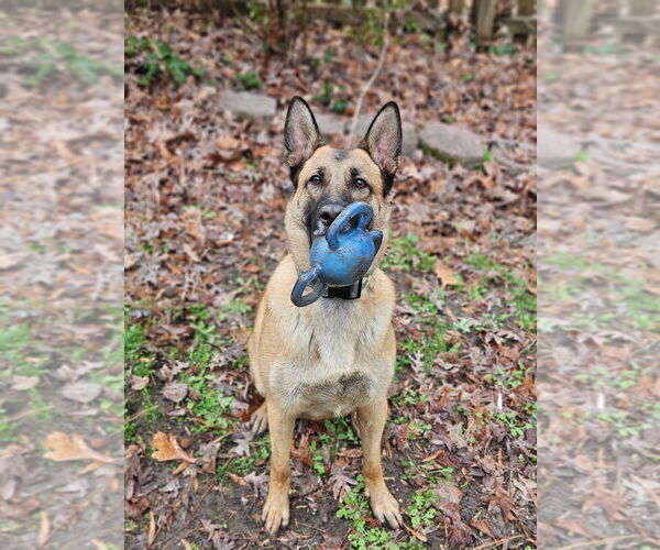 Medium Photo #4 German Shepherd Dog-Unknown Mix Puppy For Sale in Imlay City, MI, USA
