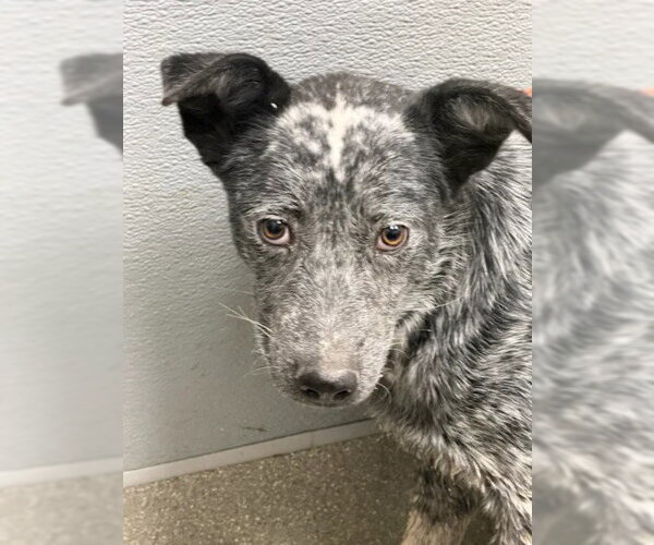 Medium Photo #1 Mutt Puppy For Sale in Las Vegas, NV, USA