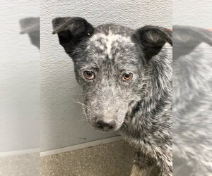 Mutt Dogs for adoption in Las Vegas, NV, USA