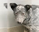 Small Mutt