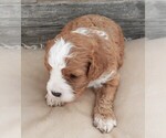 Small #4 Cavapoo