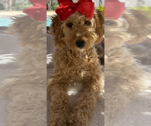 Medium Photo #2 Goldendoodle (Miniature) Puppy For Sale in MENIFEE, CA, USA